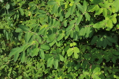 Lonicera morrowii