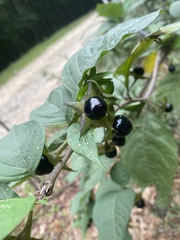 Atropa belladonna