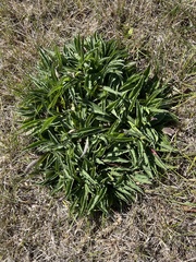 Echium vulgare