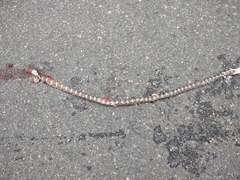 Lampropeltis triangulum