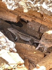 Sceloporus