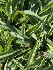 Echium vulgare