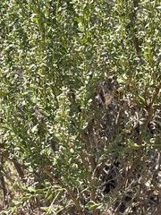 Baccharis pilularis