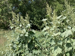 Cyclachaena xanthiifolia