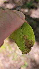 Phytomyza ilicis group