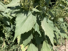 Cyclachaena xanthiifolia