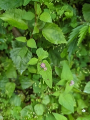 Persicaria nepalensis