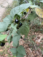 Atropa belladonna