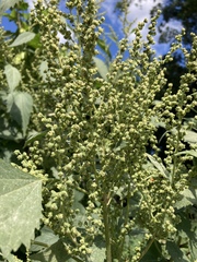 Cyclachaena xanthiifolia