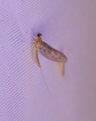 Callibaetis pictus