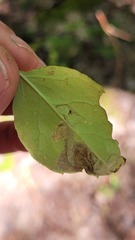 Phytomyza ilicis group