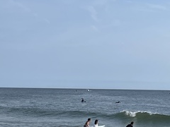 Megaptera novaeangliae