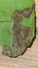 Phytomyza ilicis group