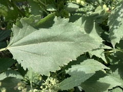 Cyclachaena xanthiifolia