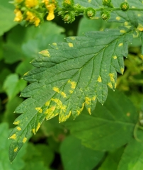 Quasipucciniastrum ochraceum