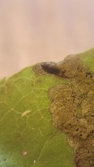 Phytomyza ilicis group