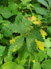 Quasipucciniastrum ochraceum