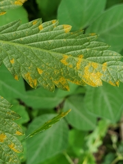 Quasipucciniastrum ochraceum