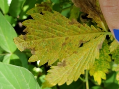 Quasipucciniastrum ochraceum