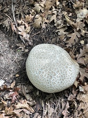 Calvatia booniana