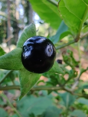 Atropa belladonna