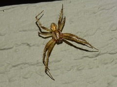 Neoscona arabesca