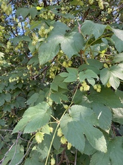 Humulus lupulus lupulus