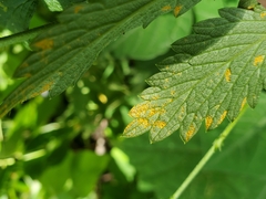 Quasipucciniastrum ochraceum