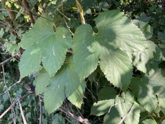 Humulus lupulus lupulus