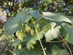 Humulus lupulus lupulus