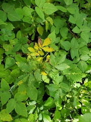 Quasipucciniastrum ochraceum