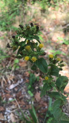 Pentanema squarrosum