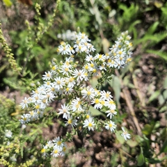 Symphyotrichum ericoides
