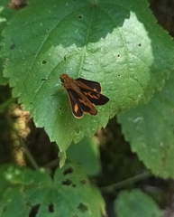 Oriens goloides