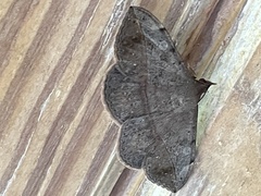 Anticarsia gemmatalis