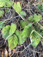Viola collina