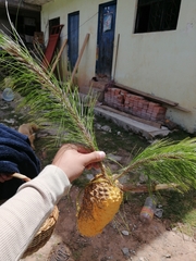 Cronartium conigenum