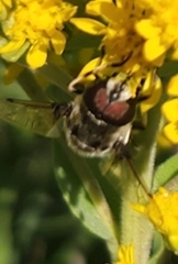 Eristalinae