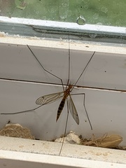 Nephrotoma ferruginea