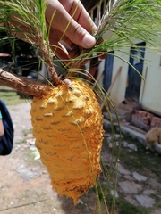 Cronartium conigenum