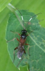 Linycus exhortator thoracicus