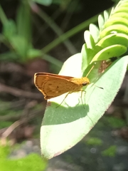 Oriens goloides