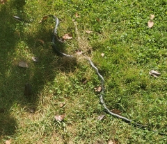 Pantherophis alleghaniensis