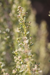 Baccharis pilularis