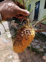 Cronartium conigenum