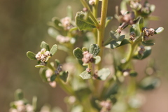 Baccharis pilularis
