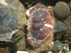 Glebocarcinus oregonensis