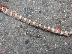 Lampropeltis triangulum
