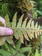 Polypodiaceae