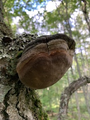 Phellinus tremulae